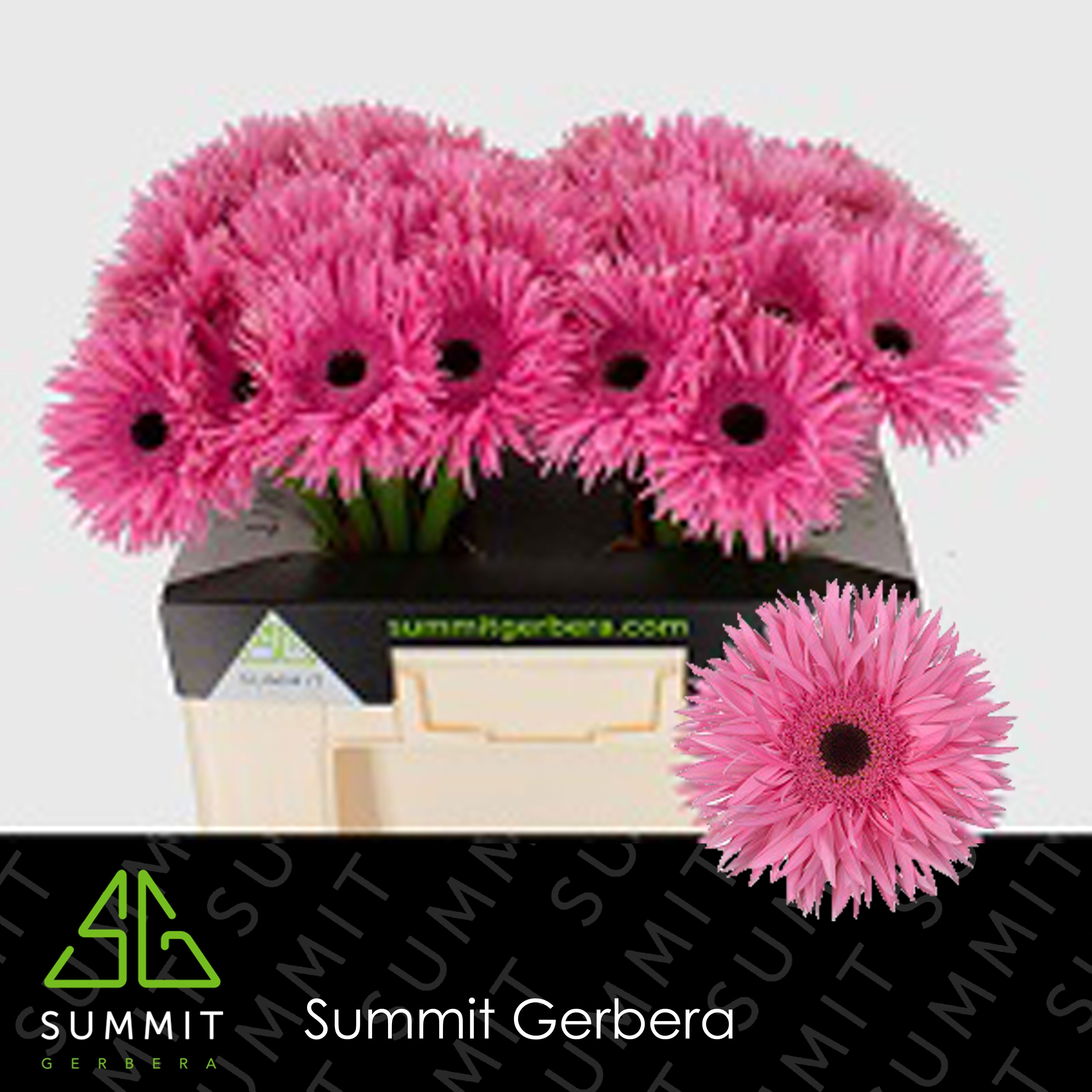 Ge Gs Spider Amazing