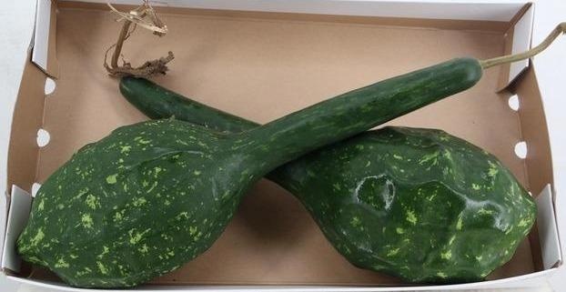 Cucurbita Ov