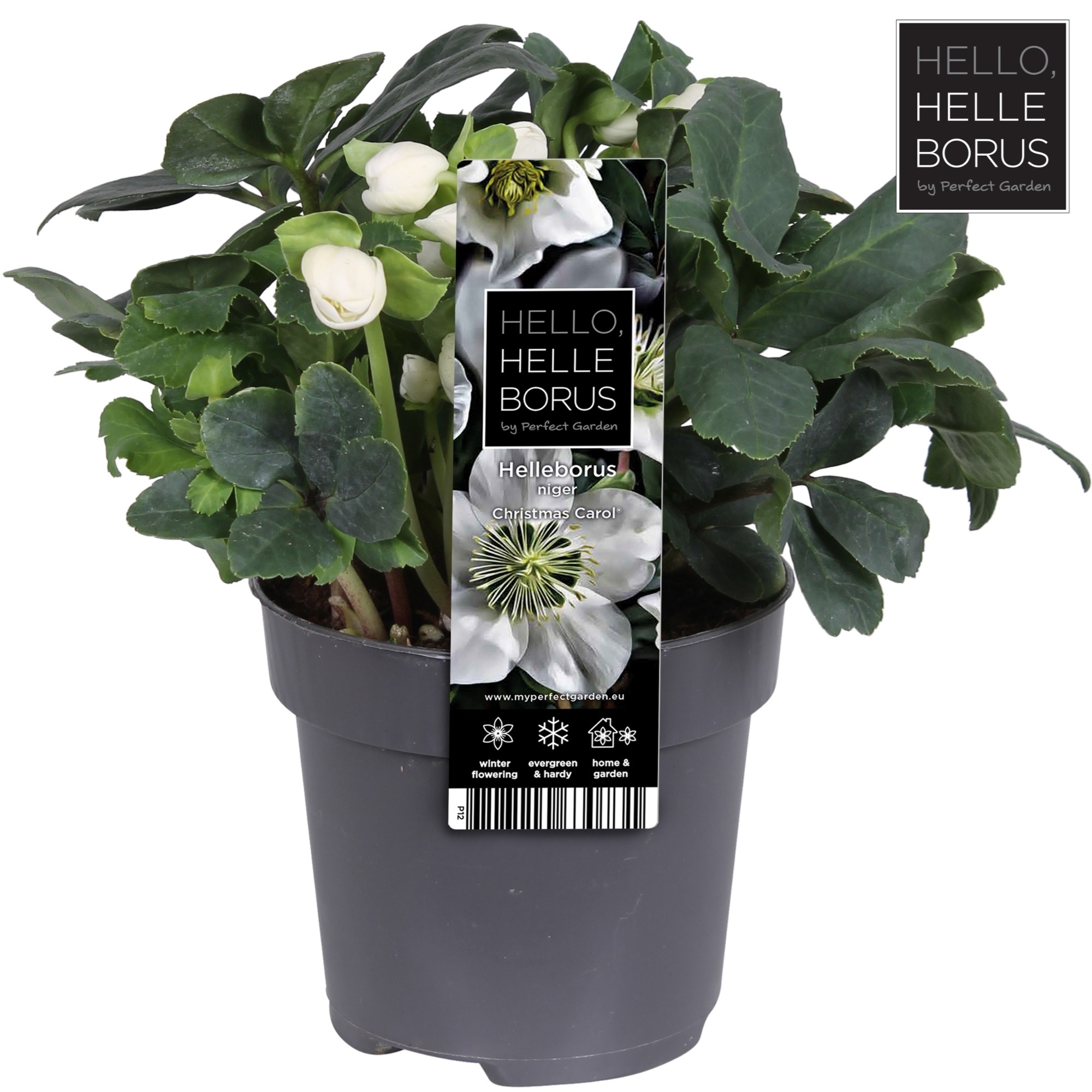 Picture of Helleborus niger Christmas Carol (Medium) P12