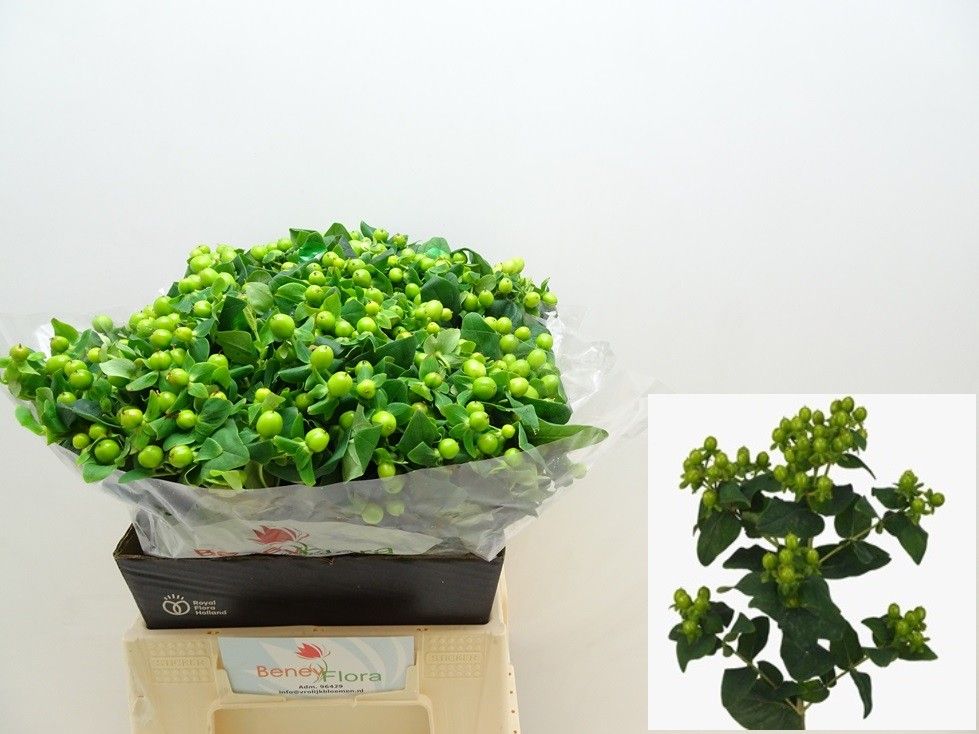 Hypericum Green Power 40cm