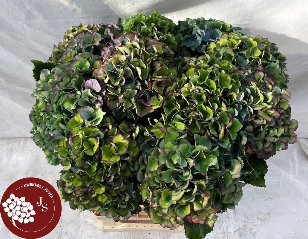 Hydrangea Royal Parade Classic 60cm 18Ø