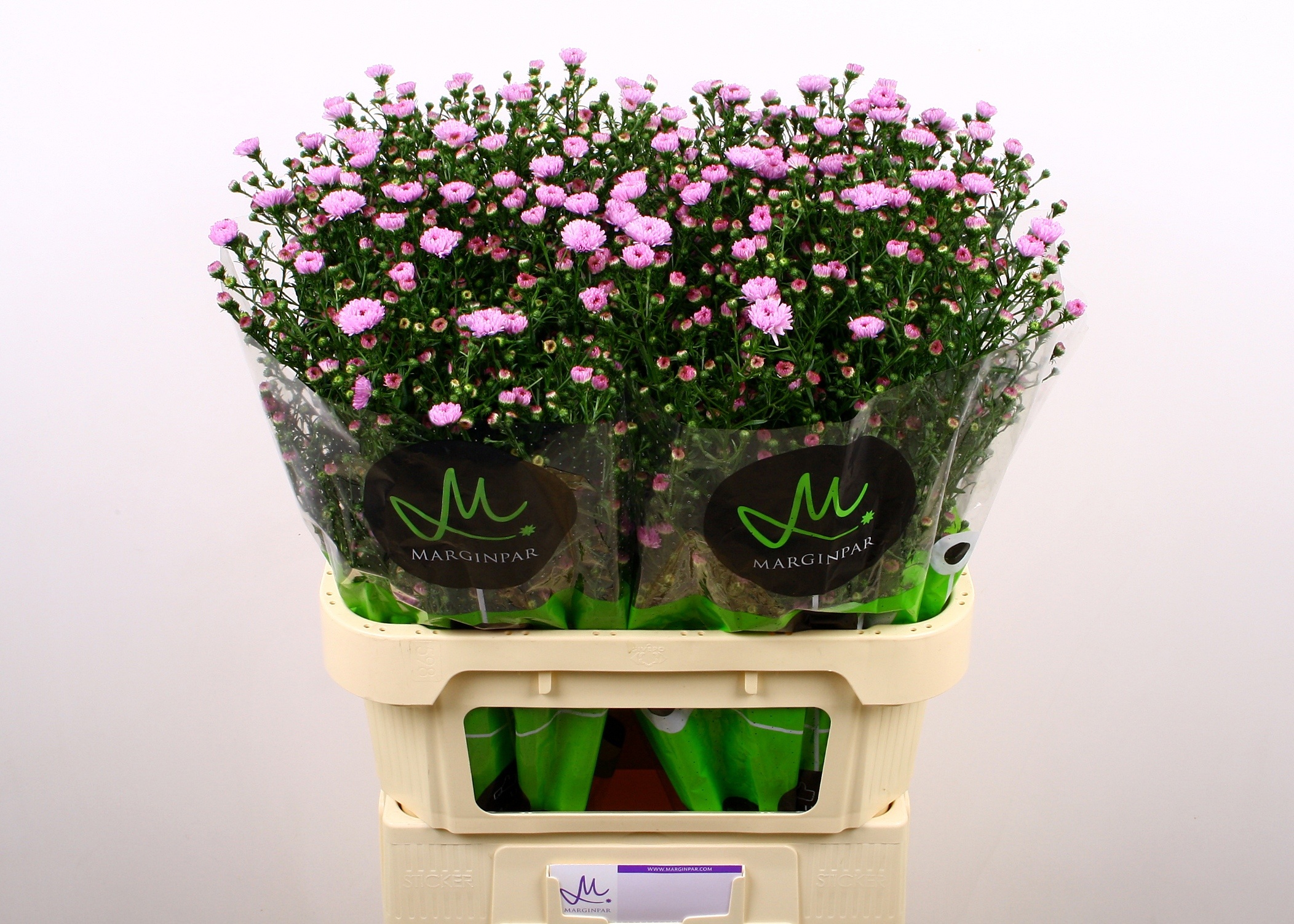 Aster Double Date Pink 80cm 25gram