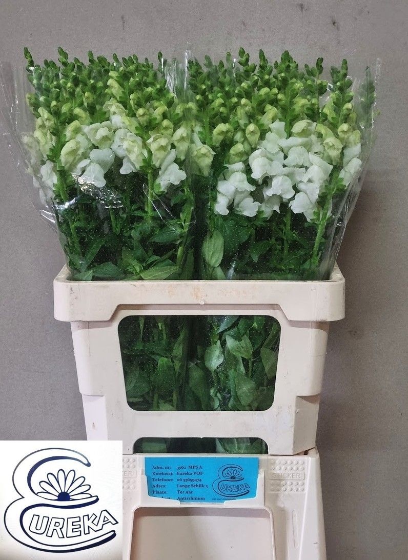 Antirrhinum Avignon White Improved 60cm