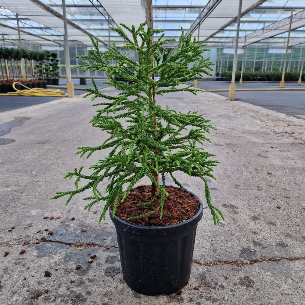 Picture of Cryptomeria jap. Spiralis C8 35/40 (LOOSE)