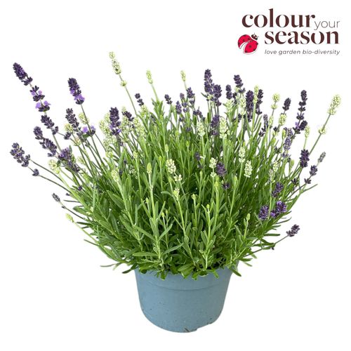 Lavandula angustifolia Ardeche duo P19 Roest