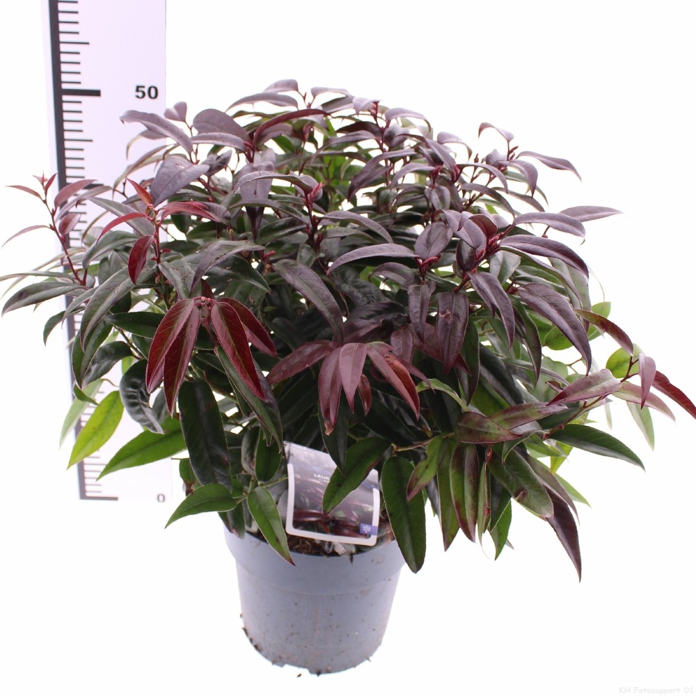 Picture of Leucothoe Carinella