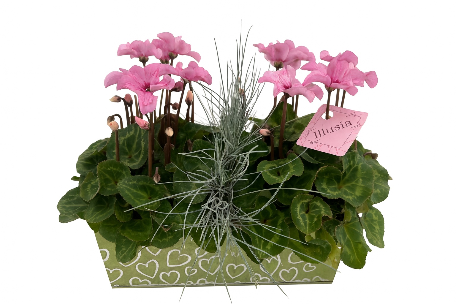 Cyclamen Illusia/Festuca Green Love zink M Green CYF762IL-9003