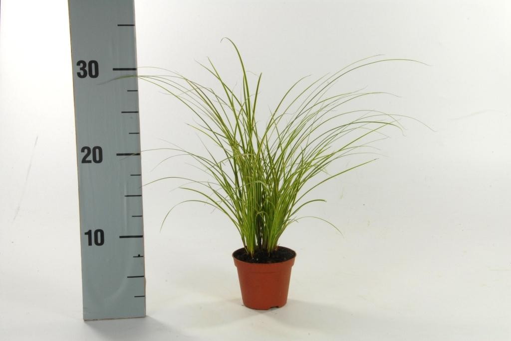 Picture of Carex brunnea Jubilo P8