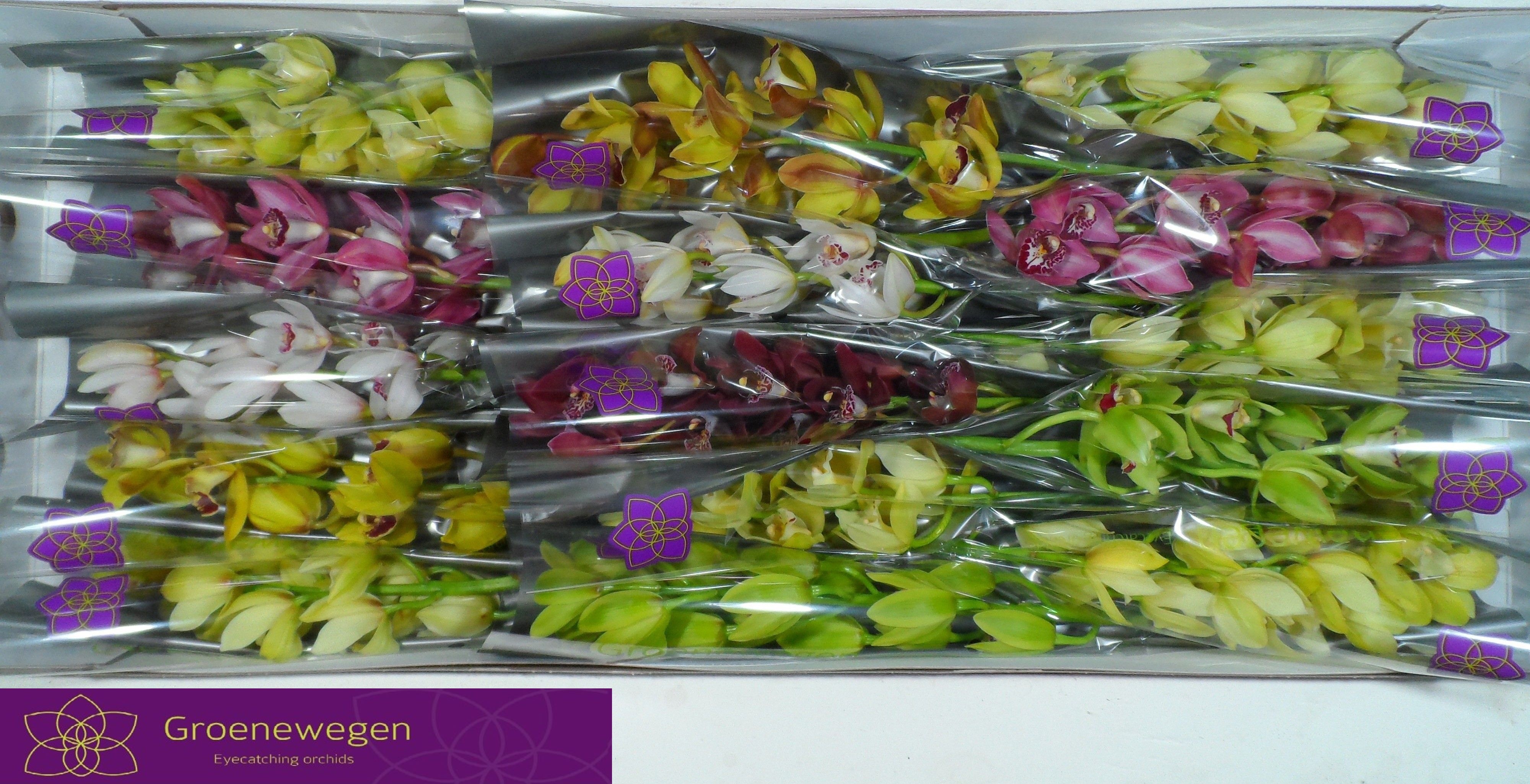 Cymbidium Asst Mini 50cm
