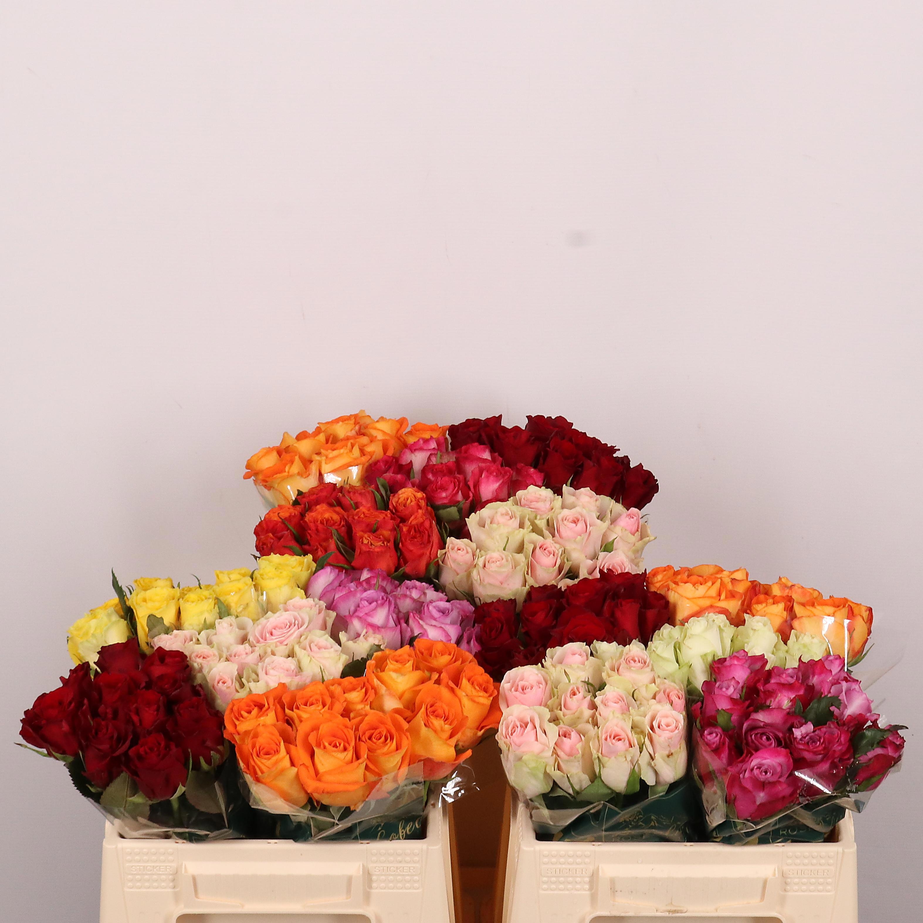 Rosa Mixed In Bucket 35cm