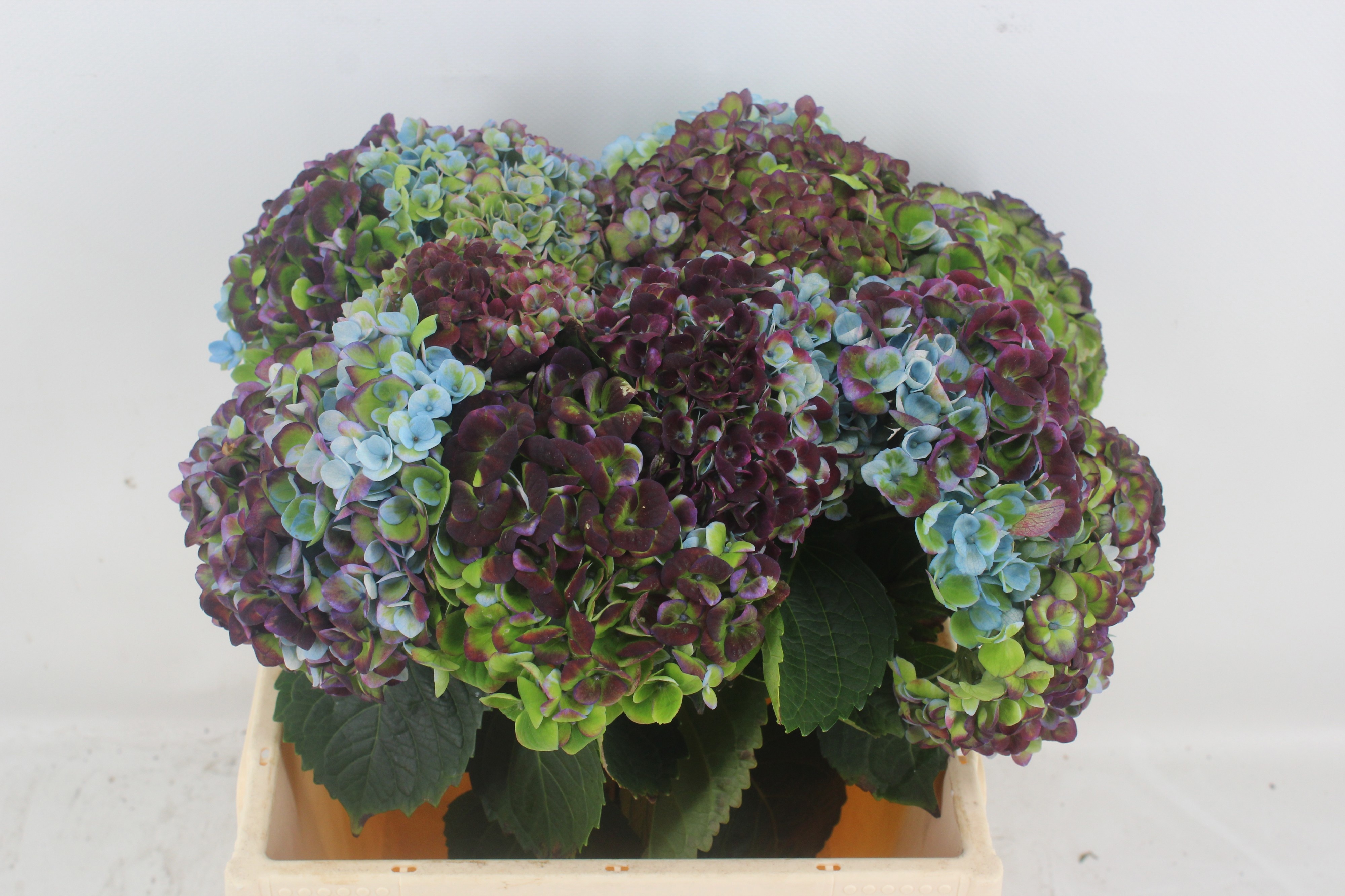 Hydrangea Revolution Classic Purple 40cm 12Ø