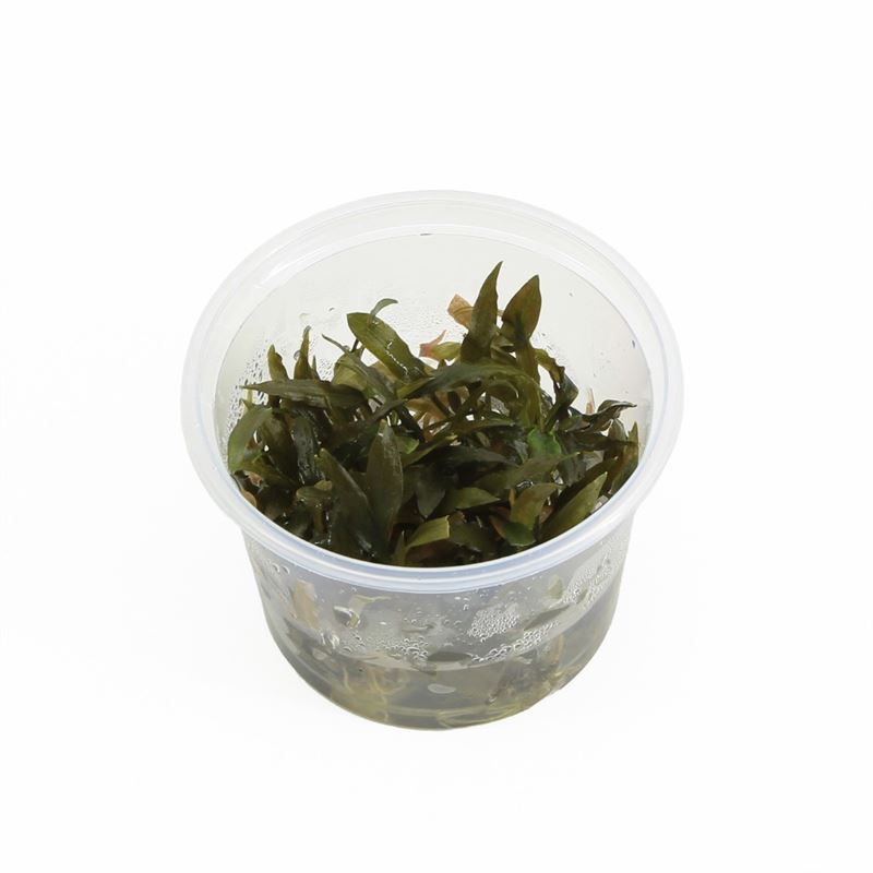 Cryptocoryne wendtii bruin cup 100c