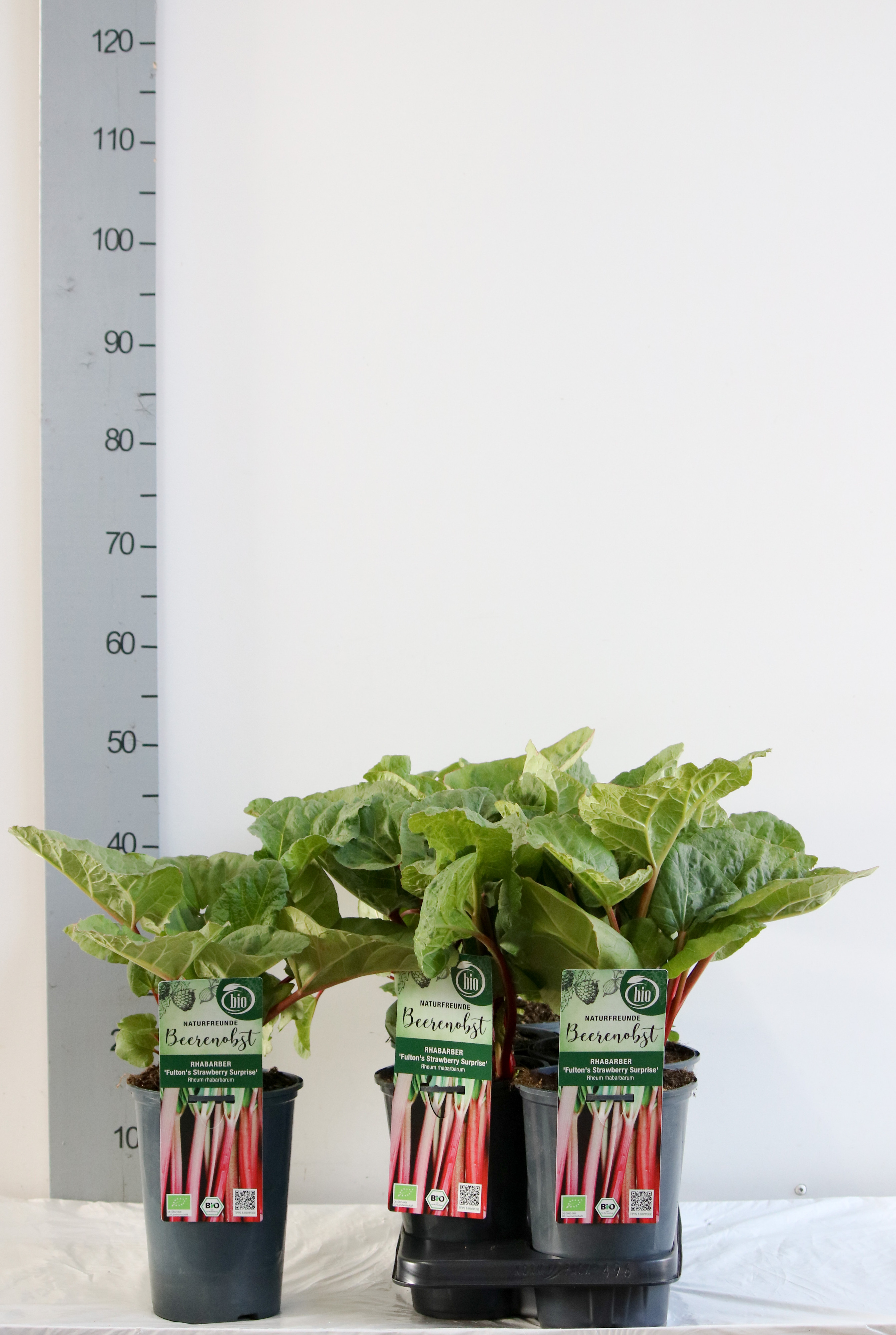 Rheum rhab.'Fulton's Strawberry Surprise' bio