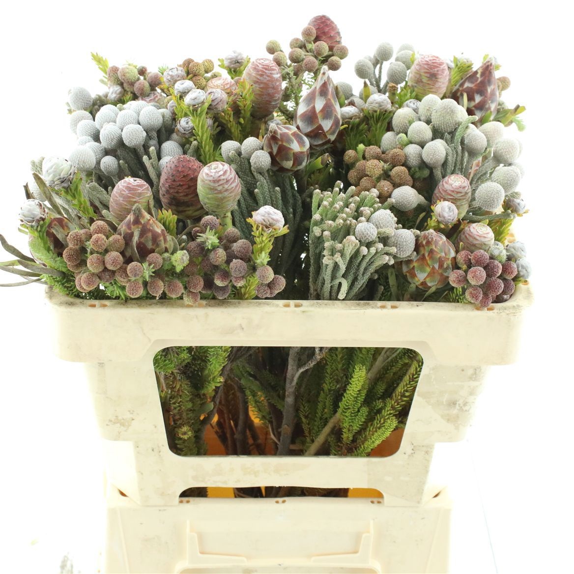 Protea Bouquet Per Bunch 50cm