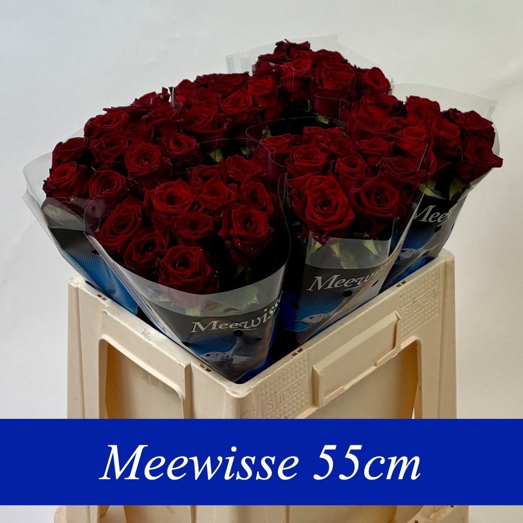 Rosa Red Naomi 50cm