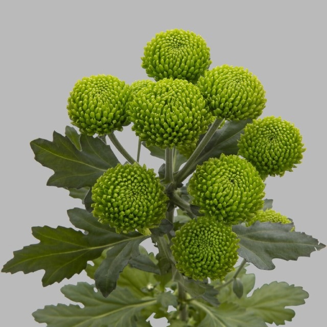 Chr T Deligreen