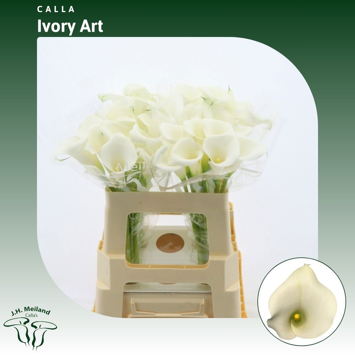 Calla Ivory Art 55cm