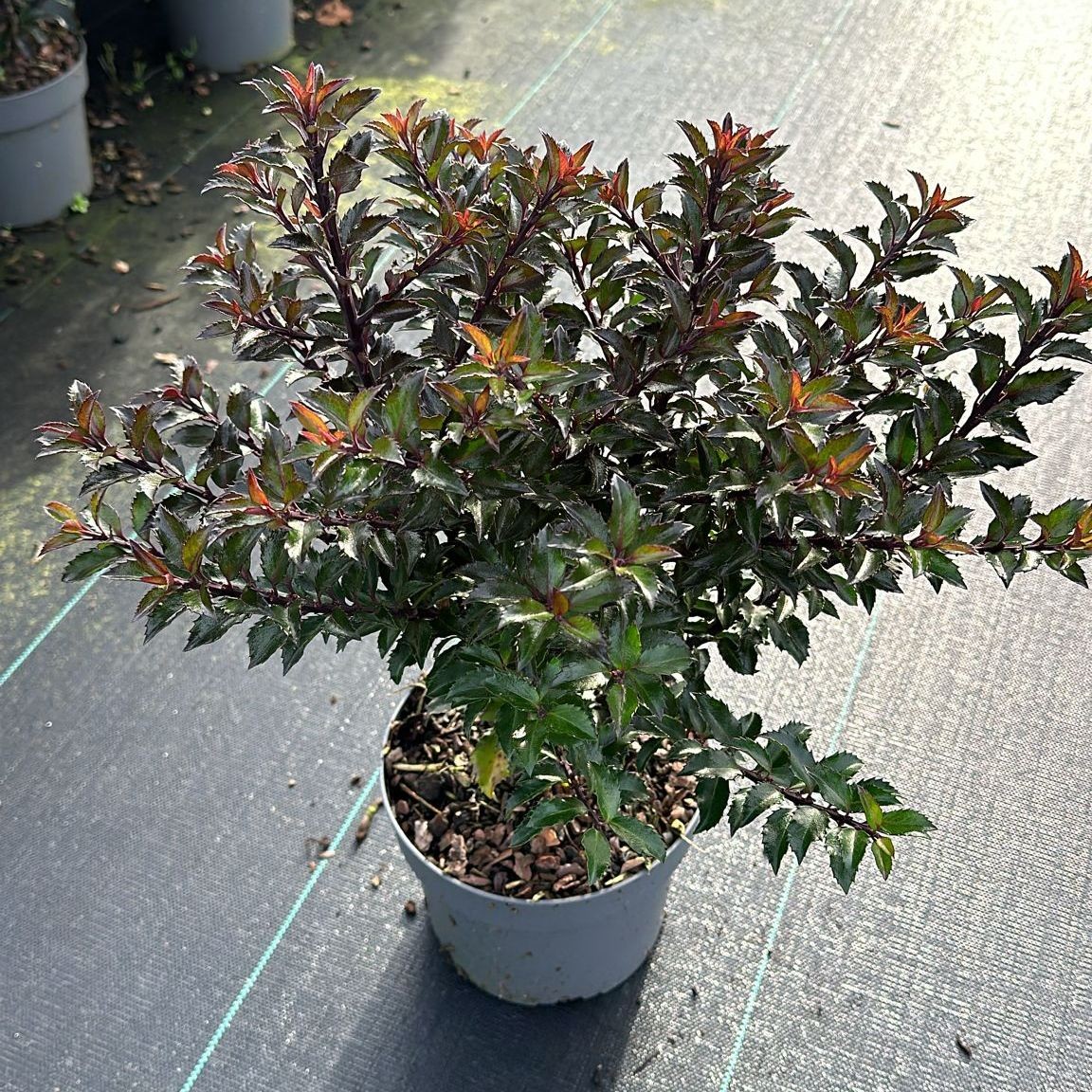 Picture of Ilex meserveae Gentle ('Annys Dwarf'PBR) P17 (2 Ltr)