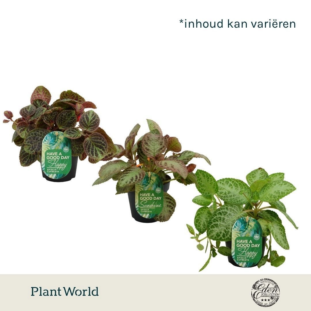 Episcia Mix