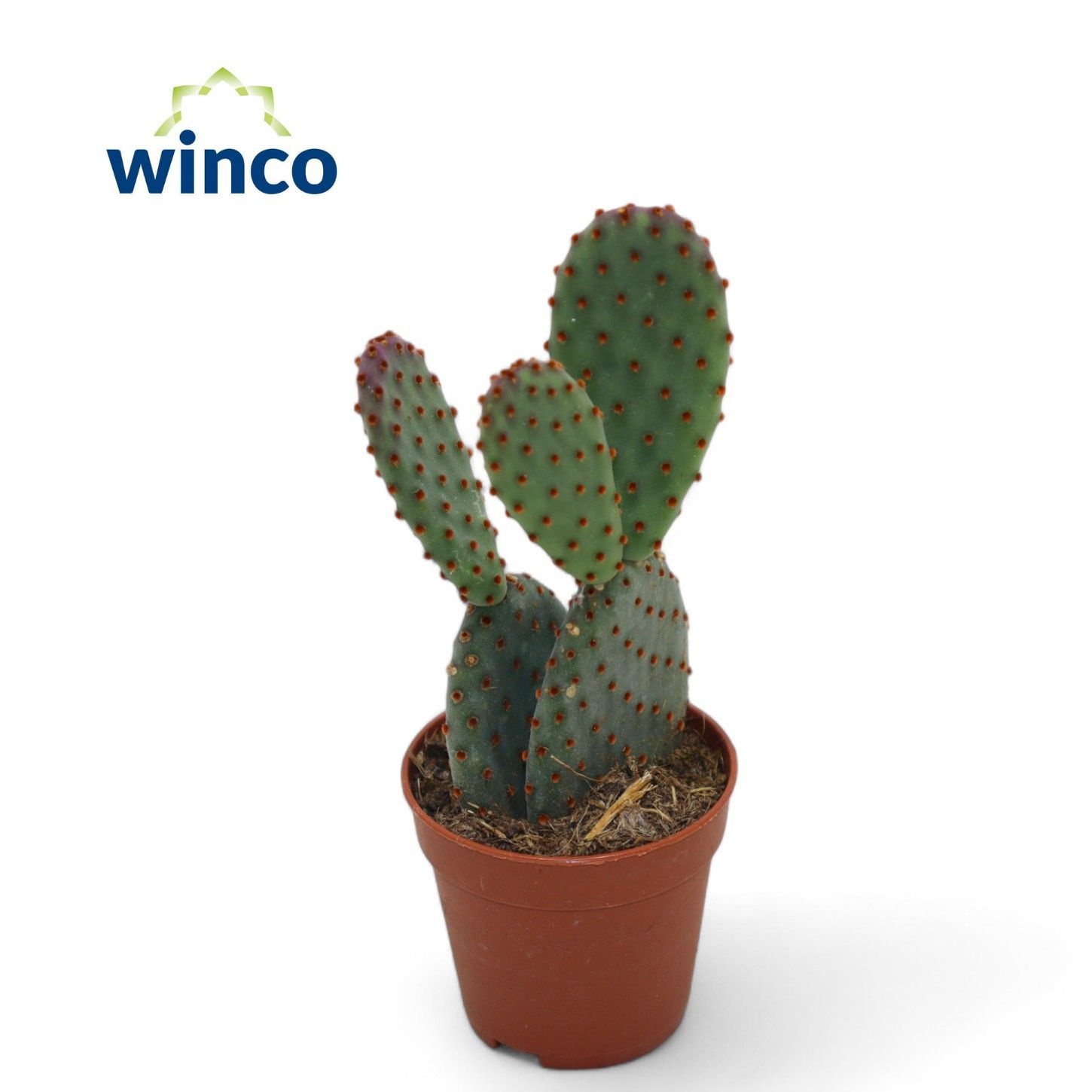 Opuntia Mi Rufida 505P 15H