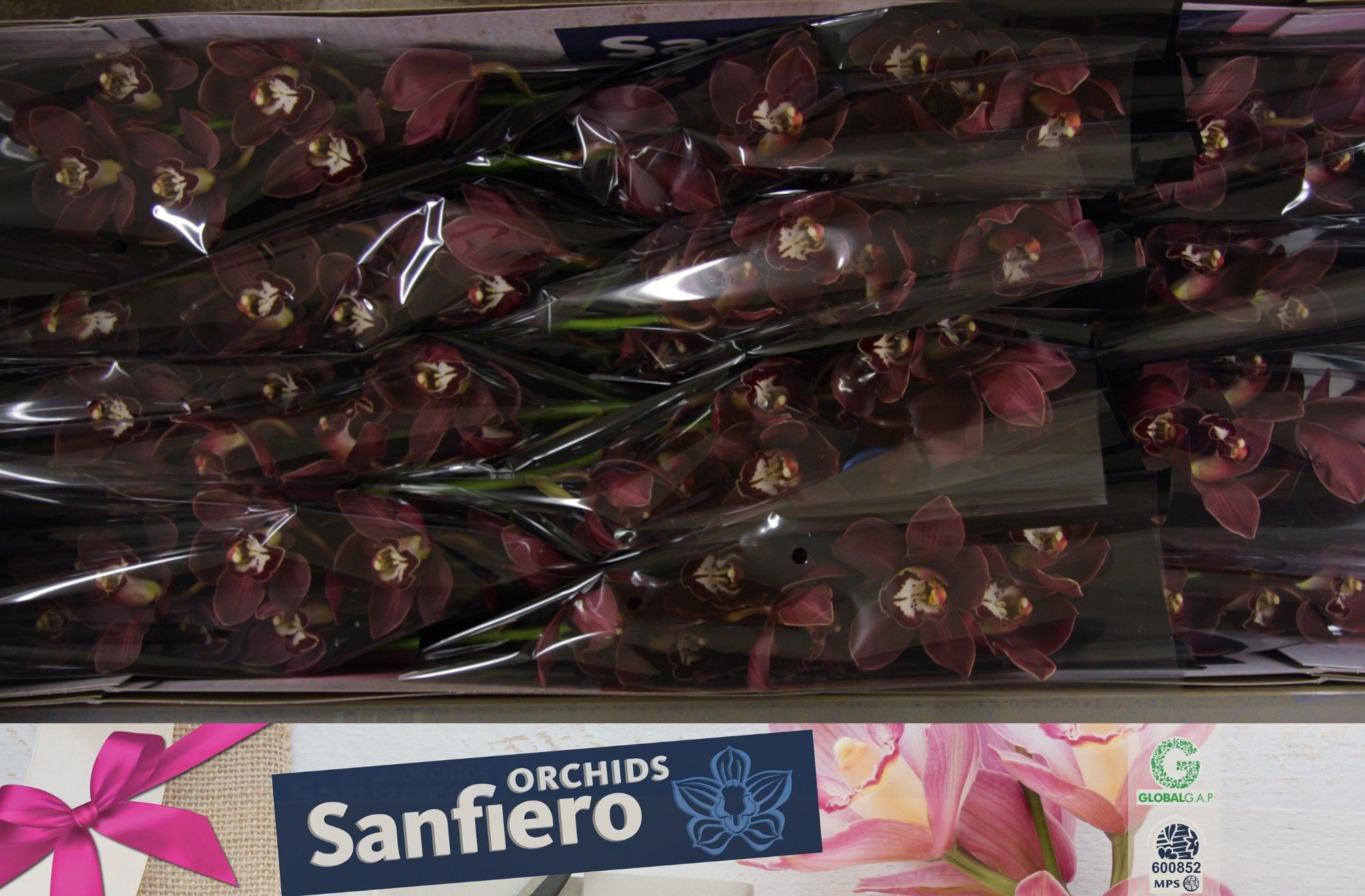 Cymbidium Priwine 5/8bl