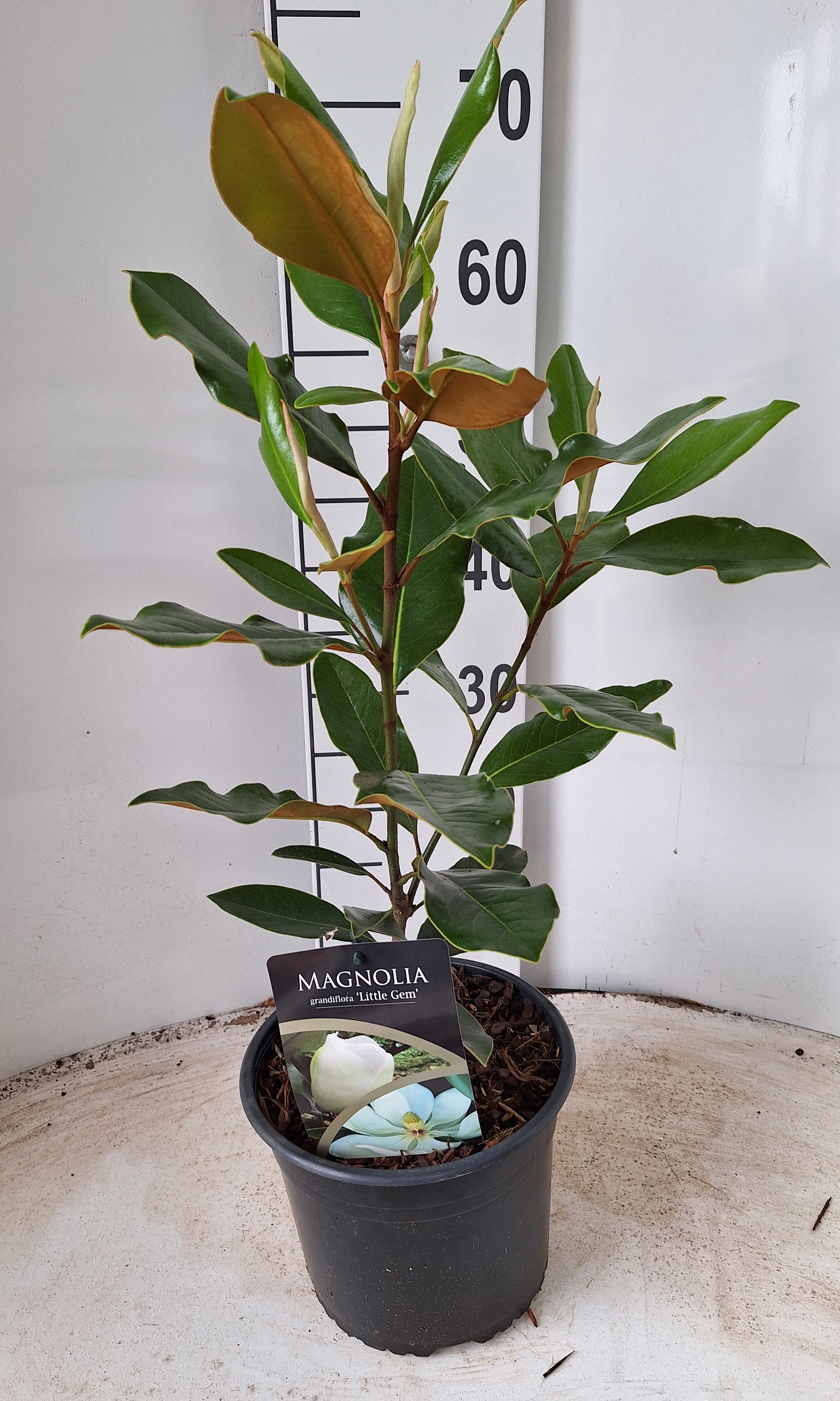 Picture of Magnolia grandiflora Little Gem P21 (4 Ltr)