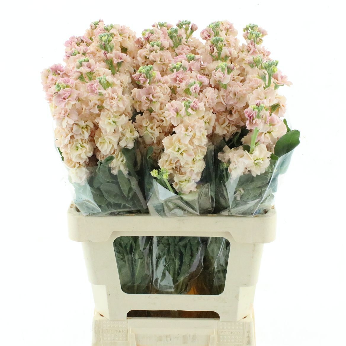 Matthiola Iron Apricot 60cm