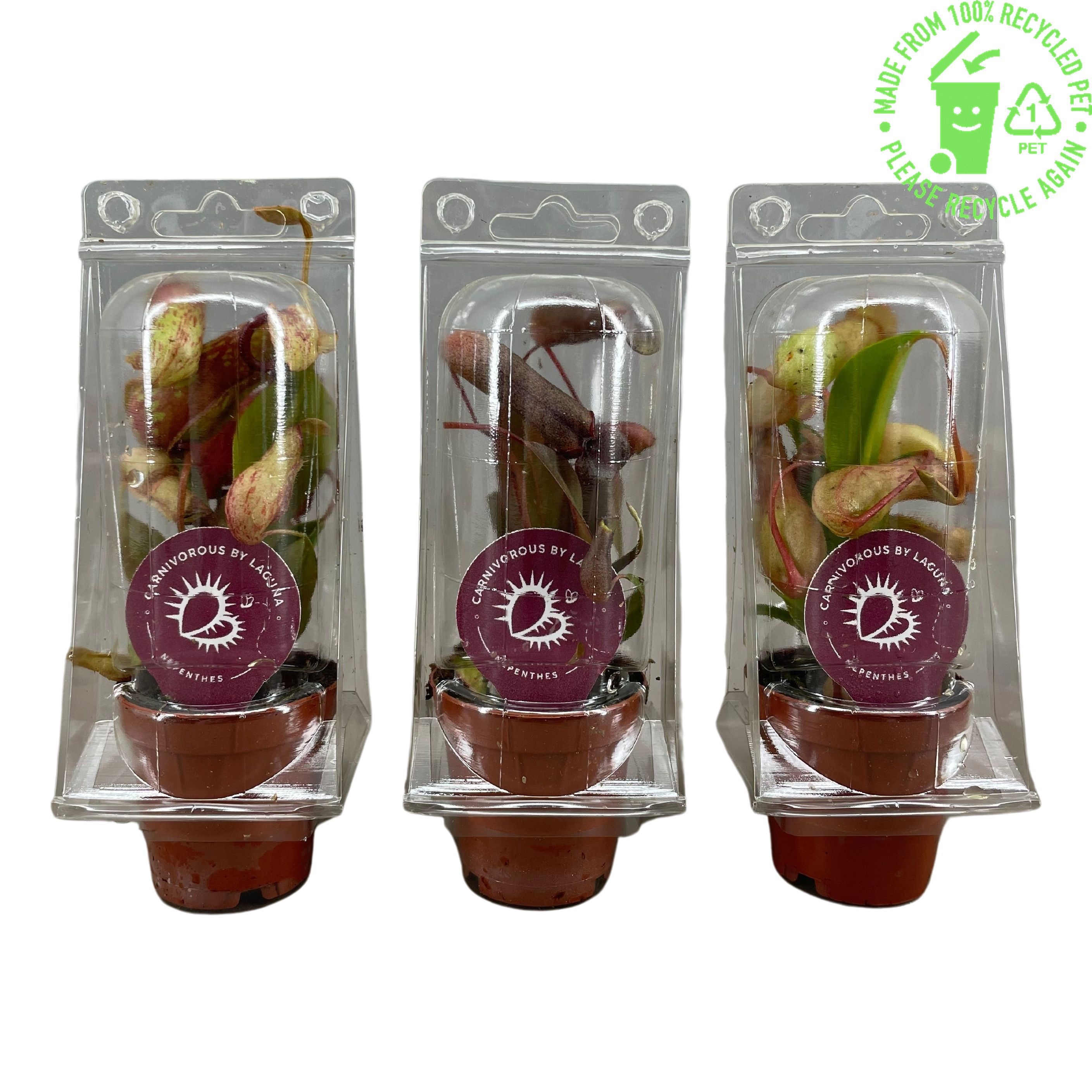 Nepenthes mix in transparante blister