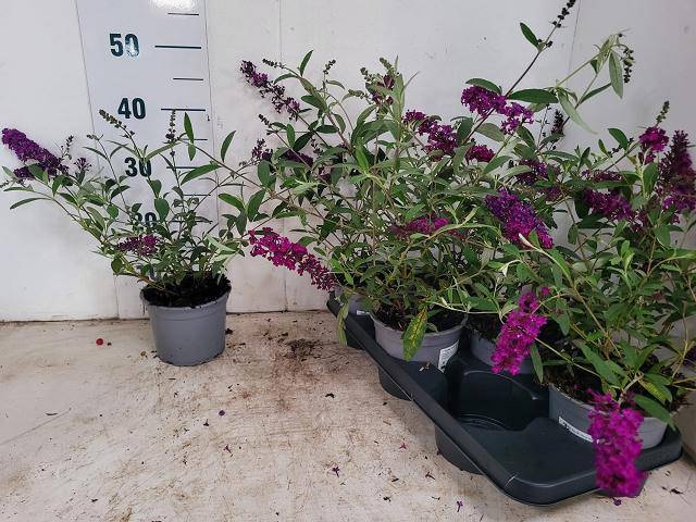 Buddleja davidii 'Royal Red' - Vlinderstruik