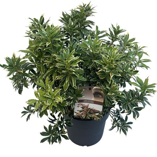 Pieris jap. 'Variegata' sense p23 Asra