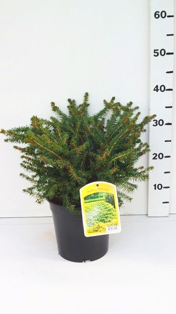 Picea abies 'Nidiformis'