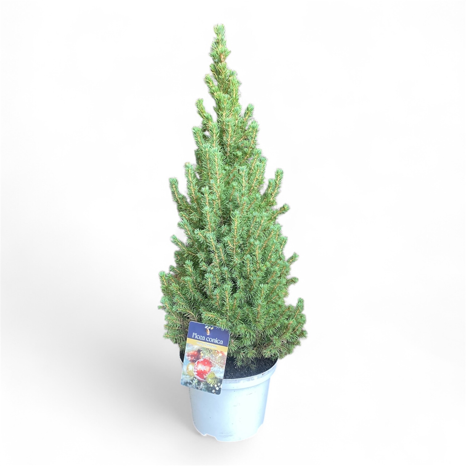 Picea gl. 'Conica' Wit ( )