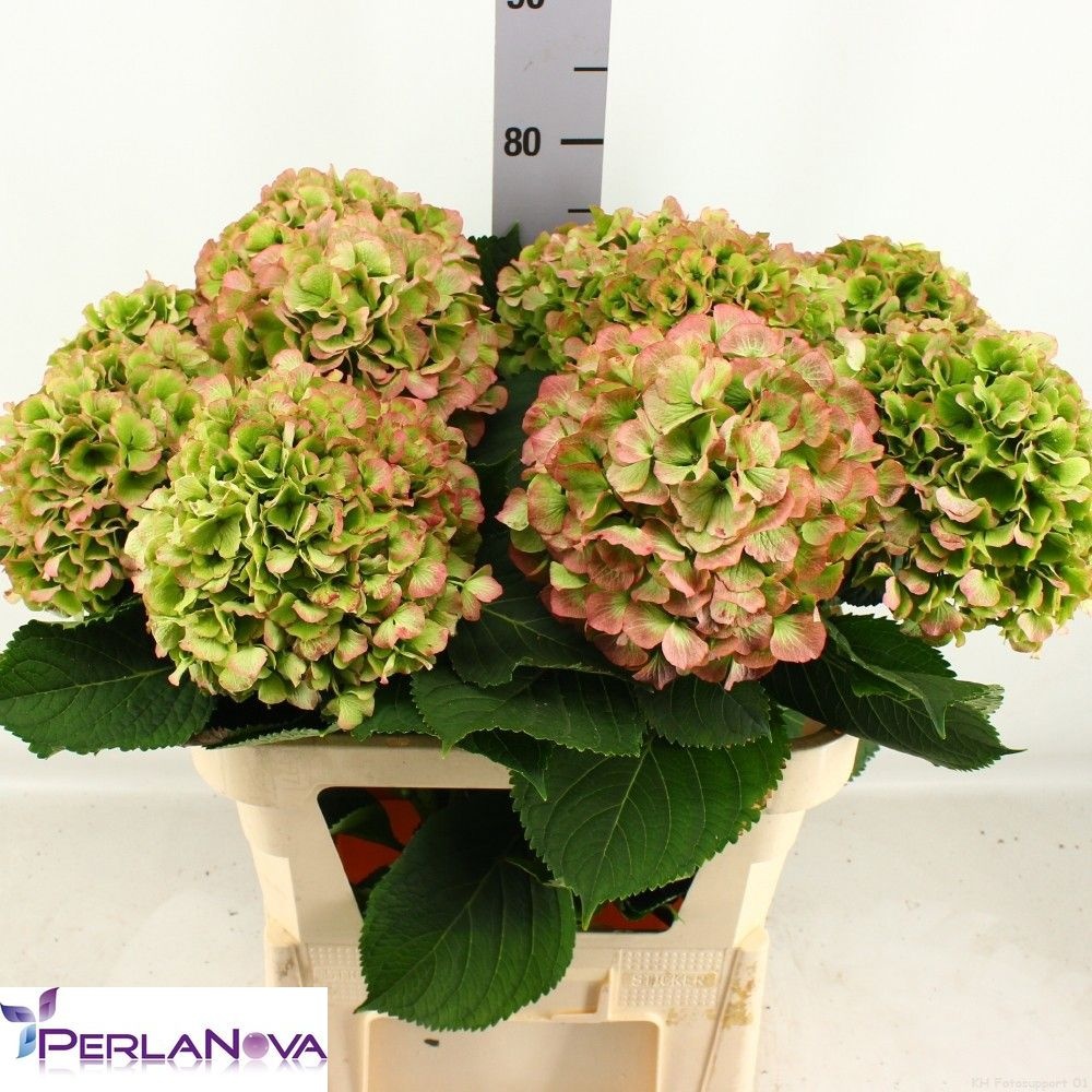 Hydrangea Verena Classic Pink 80cm 22Ø
