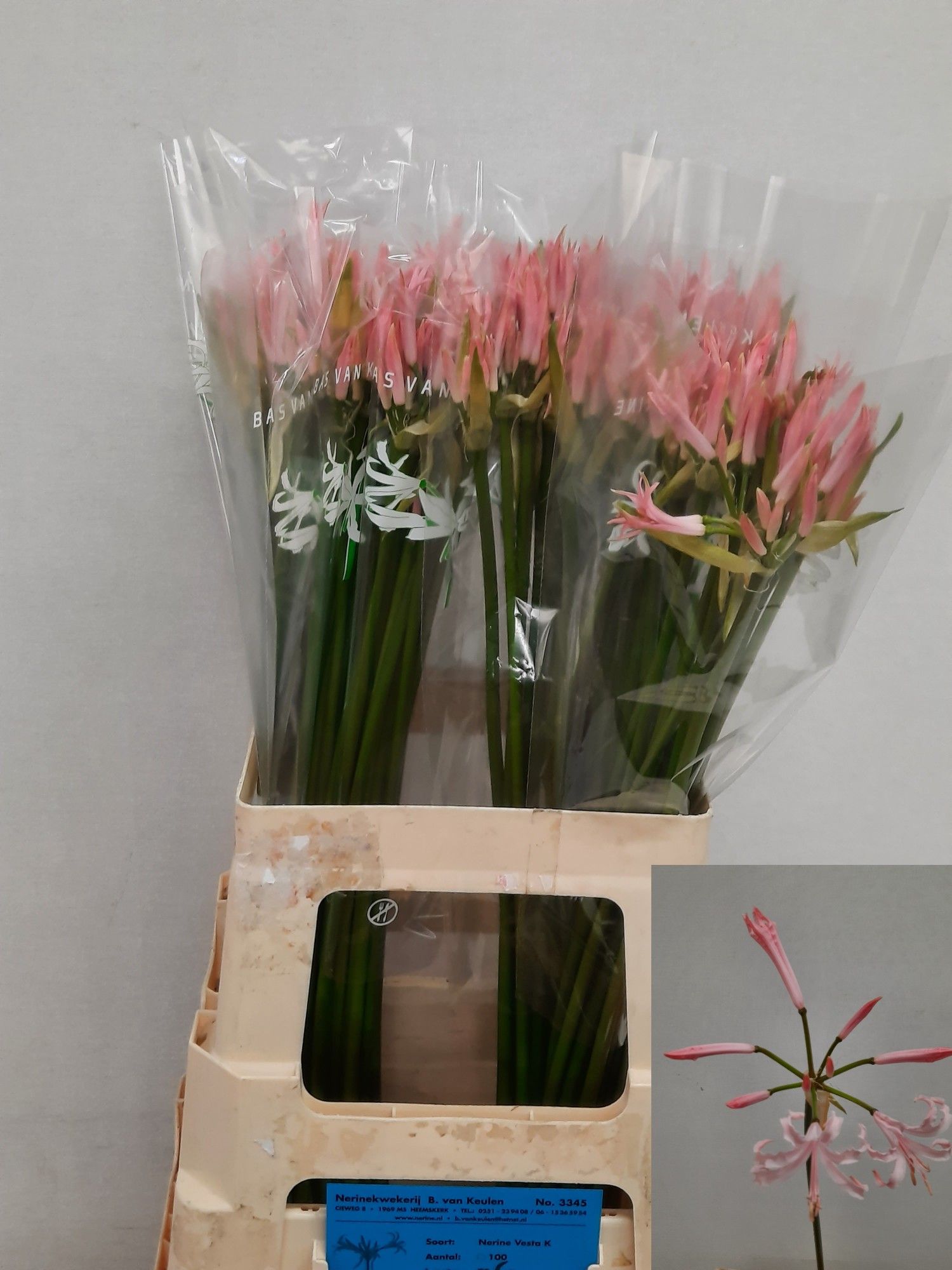 Nerine Vesta K 60cm