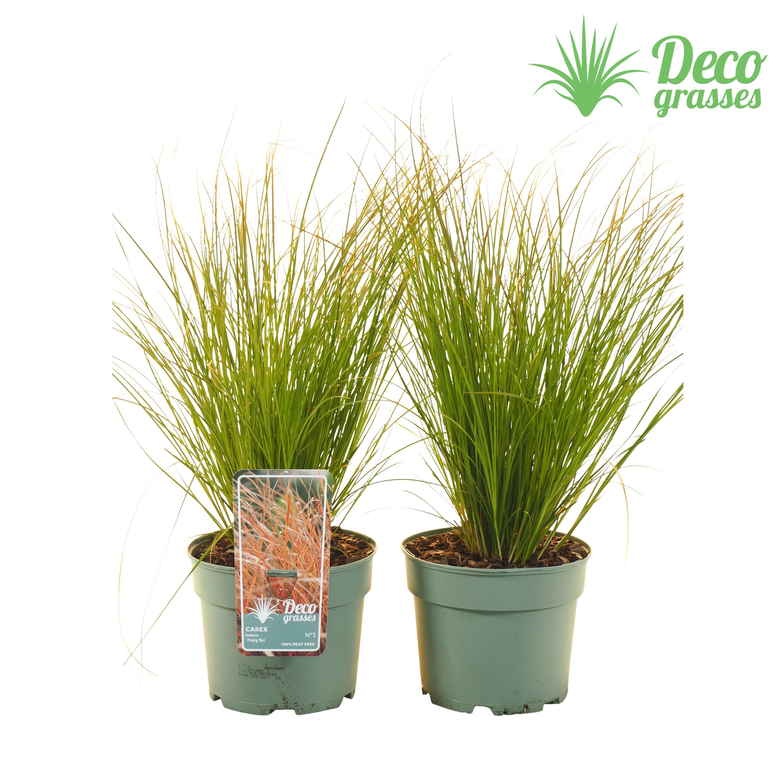 Picture of Carex testacea Prairy Fire ( PEAT FREE ) P19 30CM