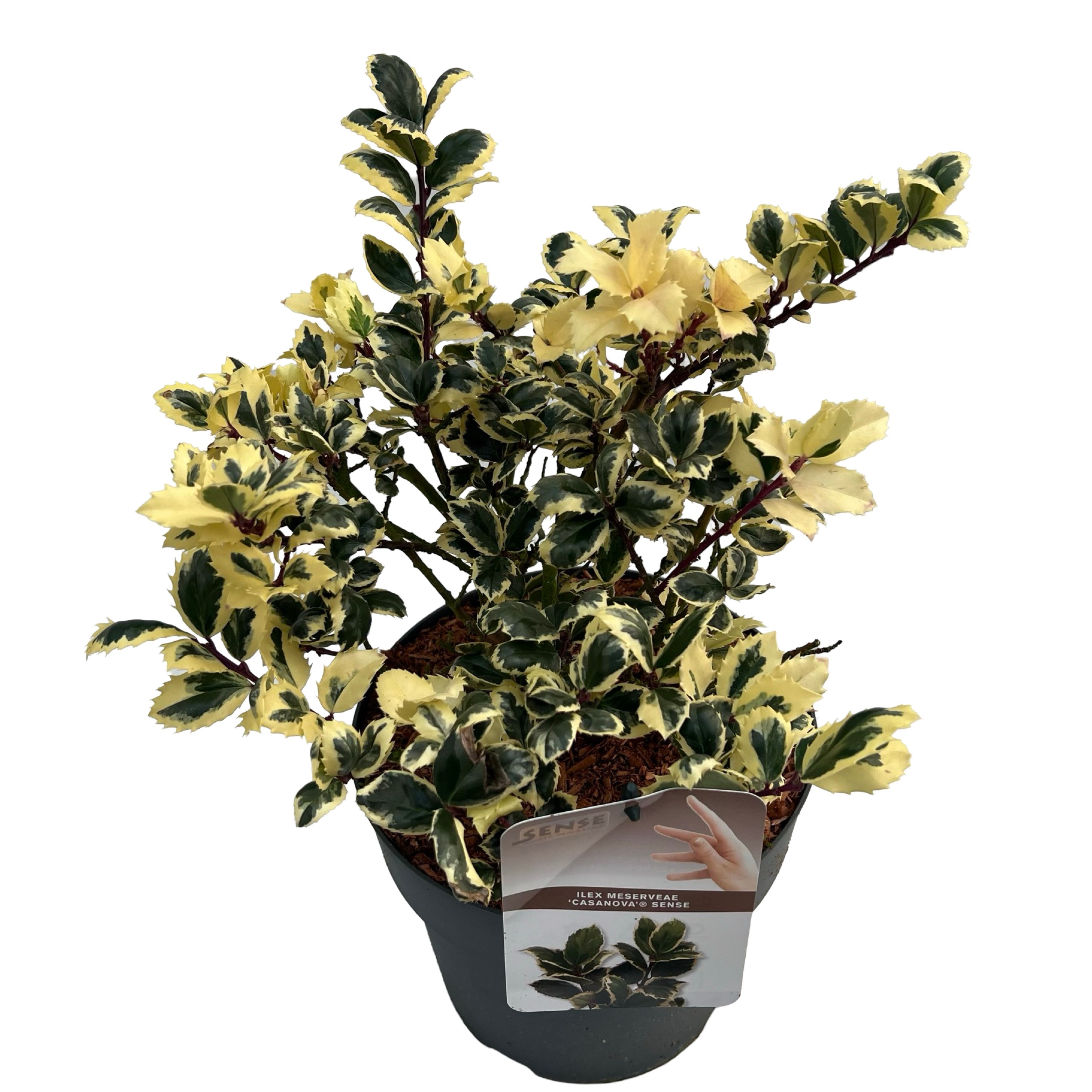 Picture of Ilex meserveae Casanova sense P23 (5 Ltr) (LOOSE)