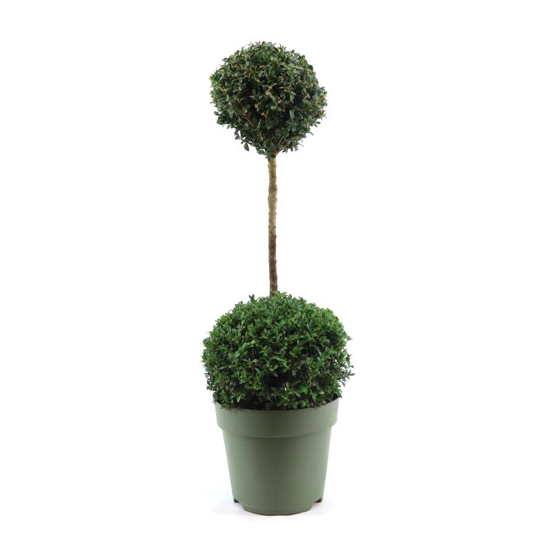 Picture of Buxus semp. Duo-Ball