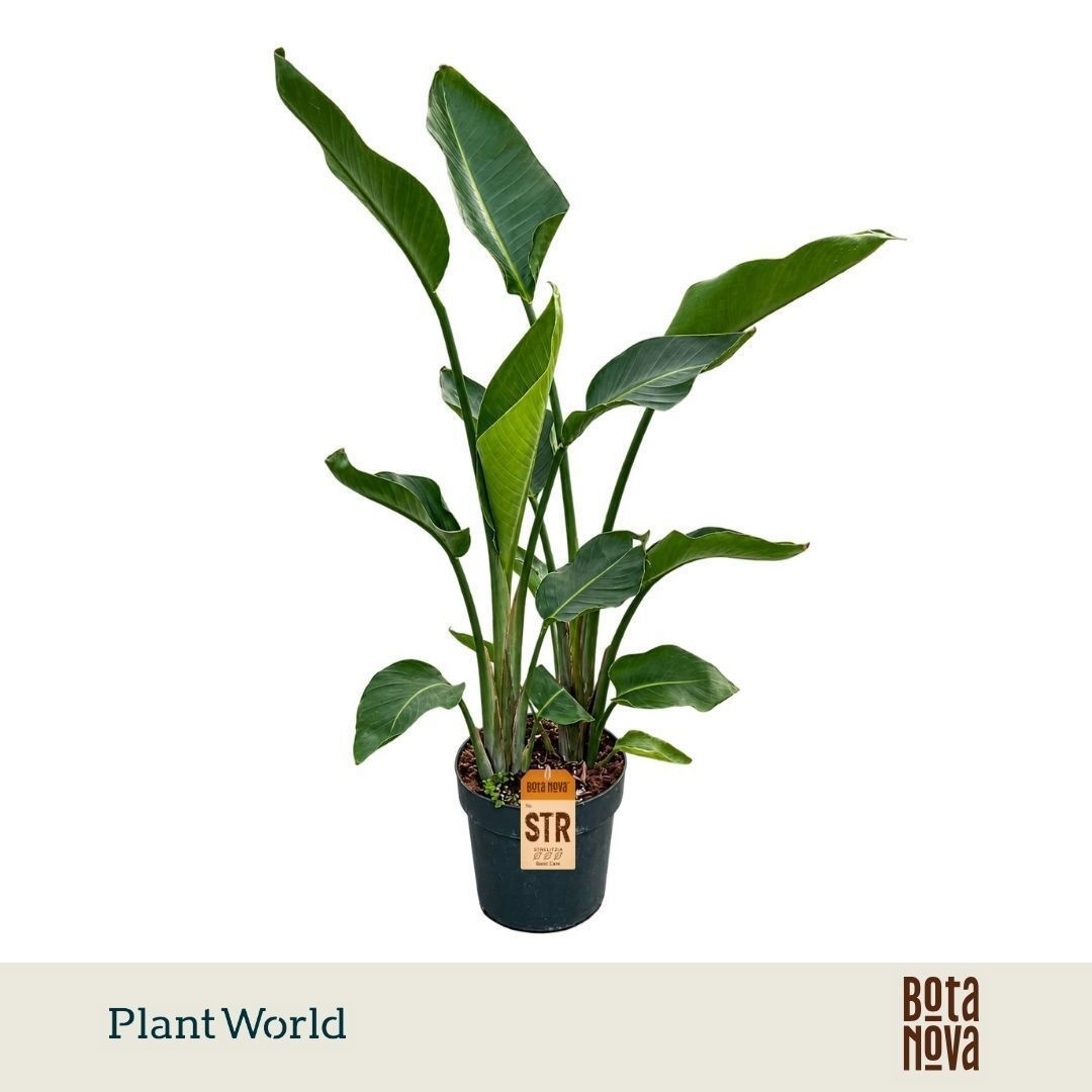 Strelitzia Nicolai 2 PP (zonder bloem)