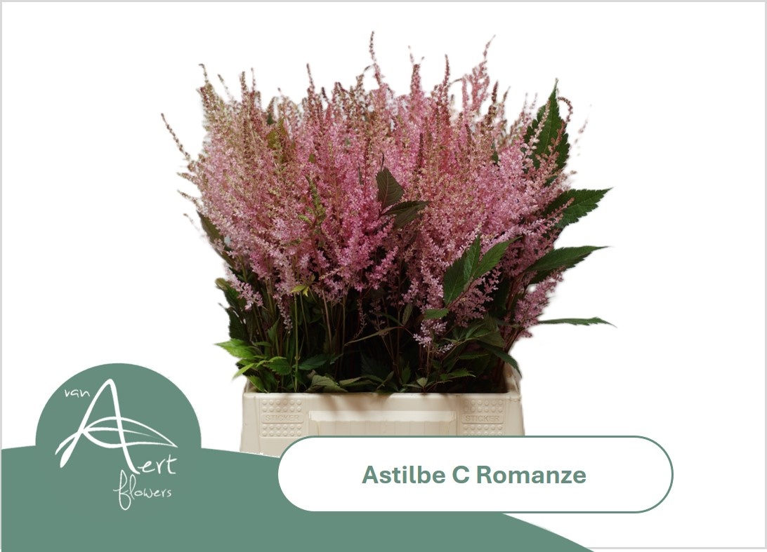 Astil C Romanze