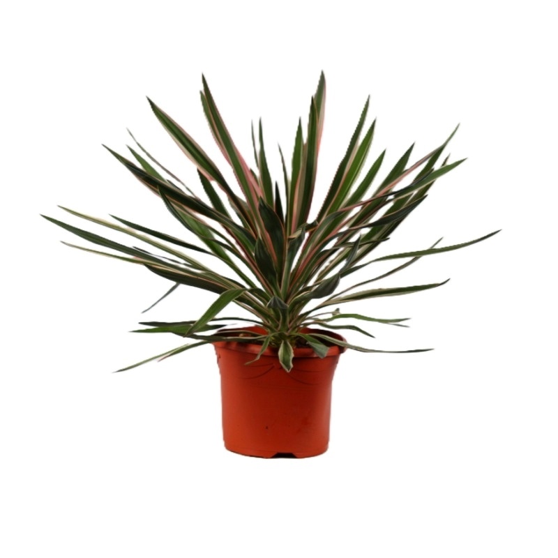 Yucca gloriosa 'Silver'