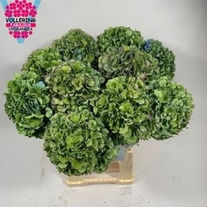 Hydrangea Royal Pride Classic 60cm 18Ø