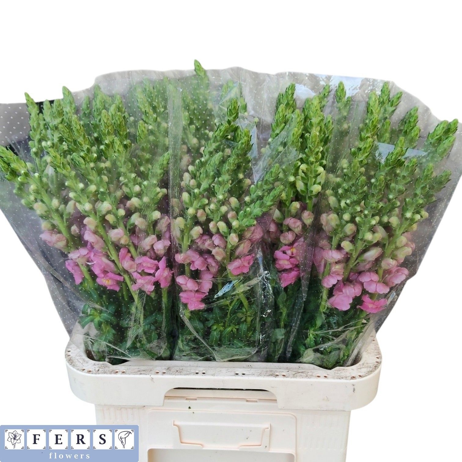 Antirrhinum Poto Pink 70cm