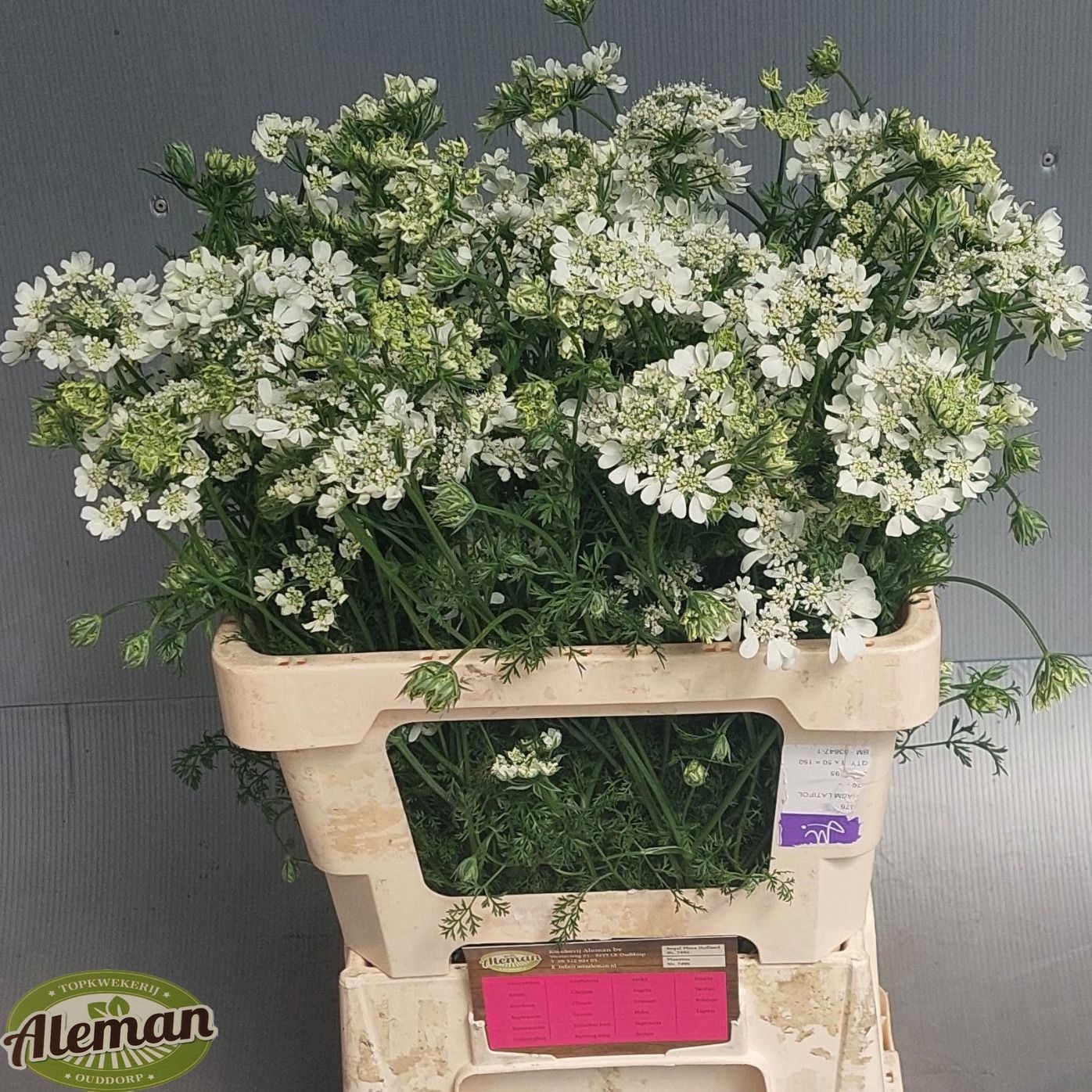 Orlaya Grandfl White 60cm