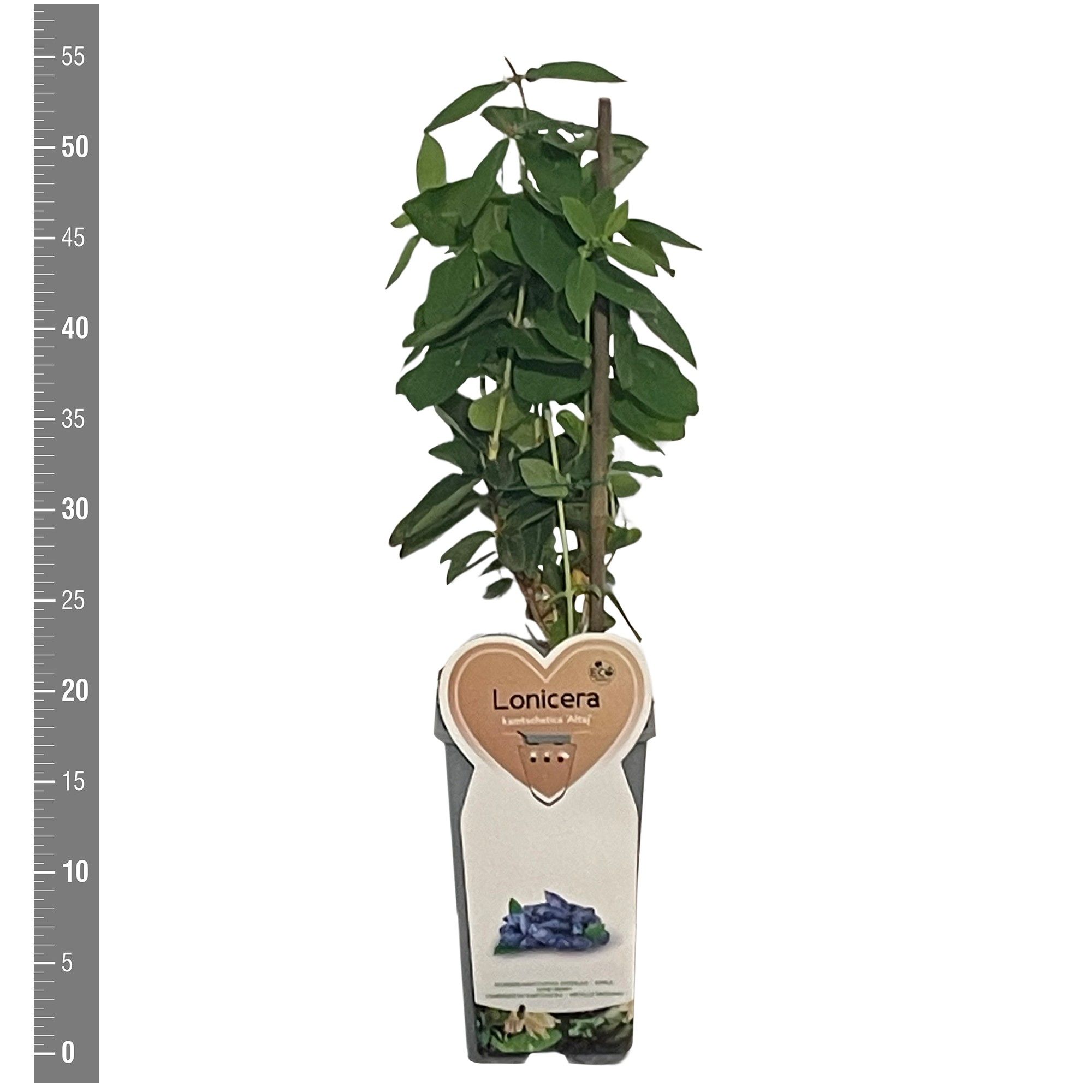 Lonicera Kleinfruit Lonicera kamm. Altaj 2 liter (honingbes)