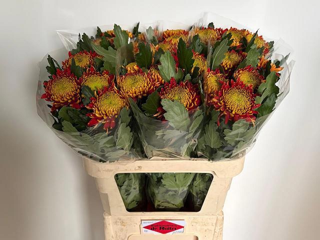 Chrysanthemum Deco Tom Pearce 80cm 110gram