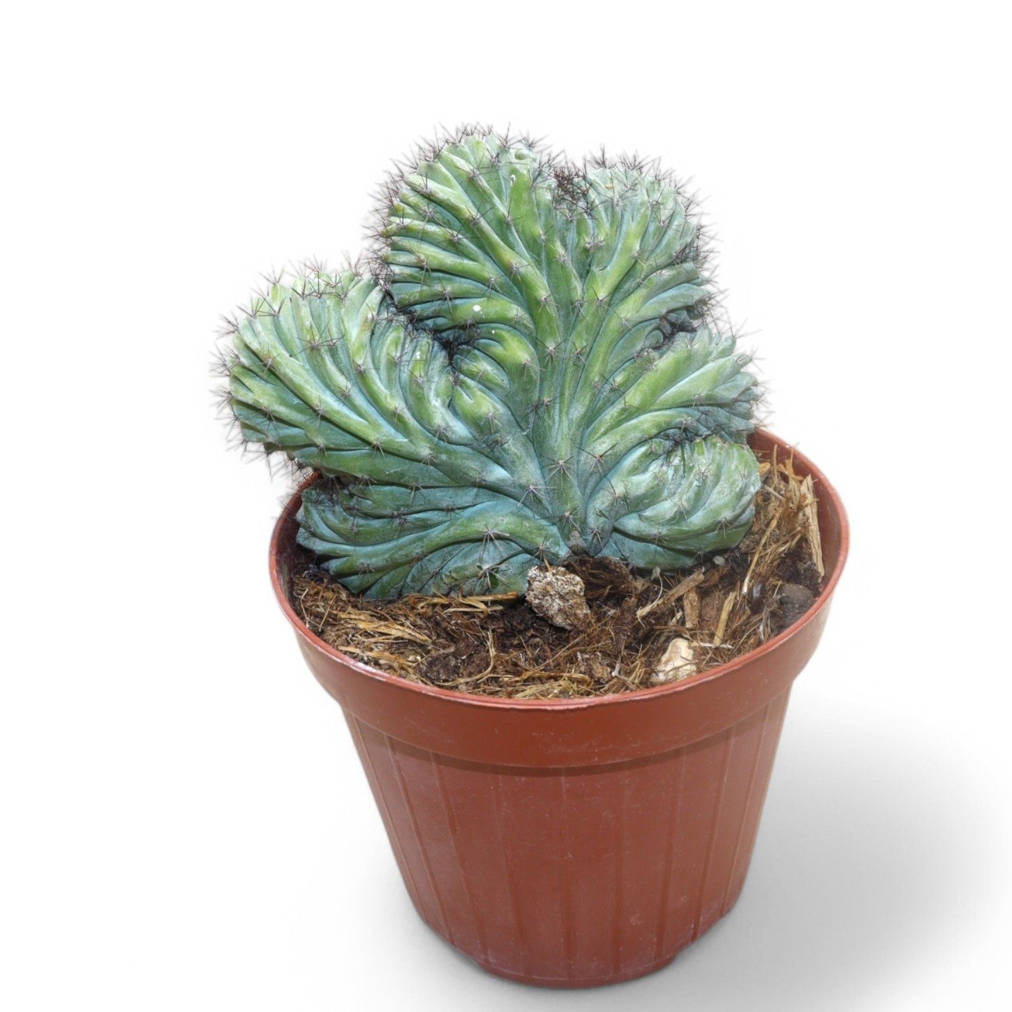 Polaskia Chichipe 12Ø 18cm