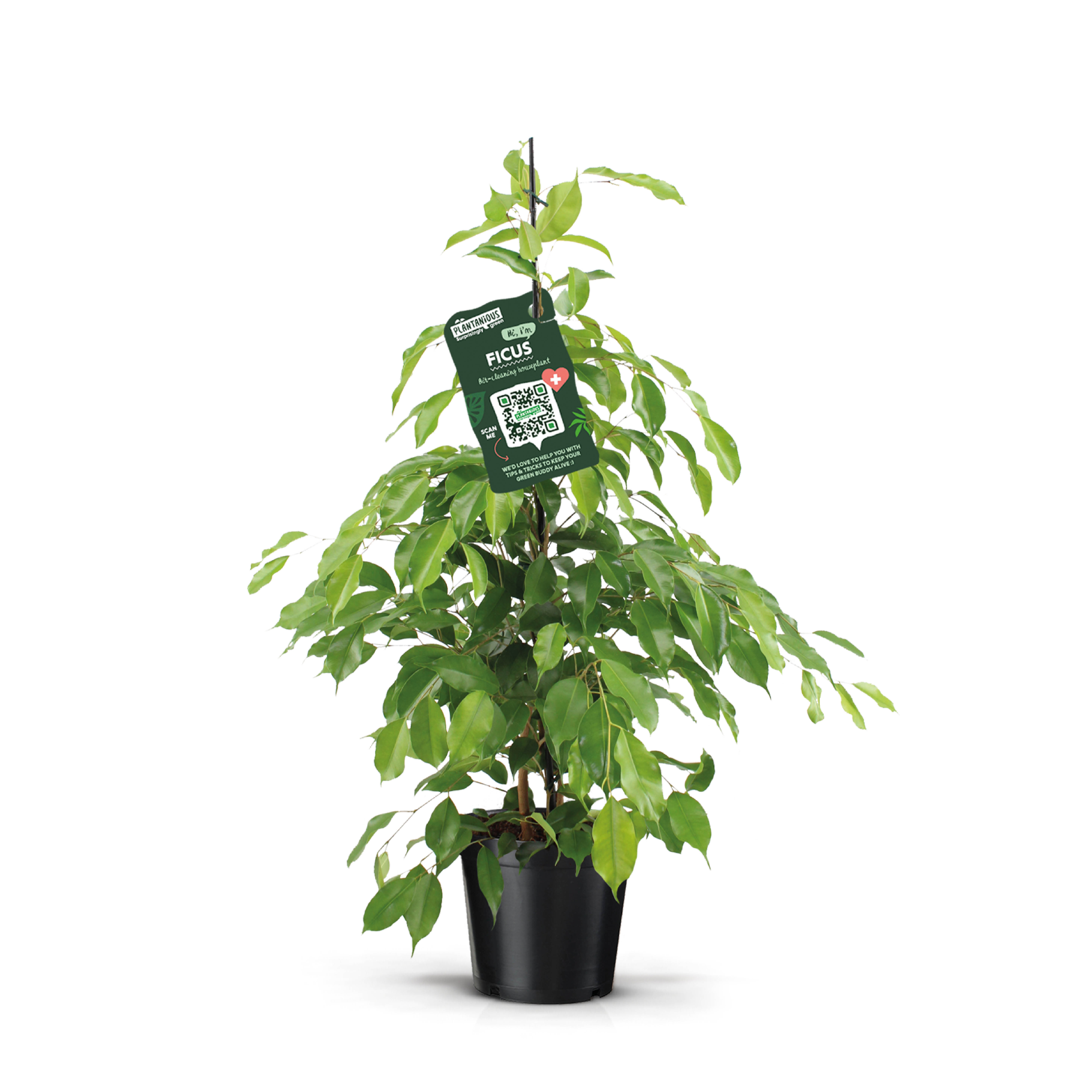 Picture of Ficus benjamina Exotica P21 110cm