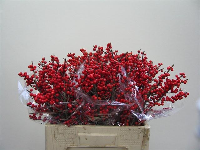 Ilex Verticlilata 60cm
