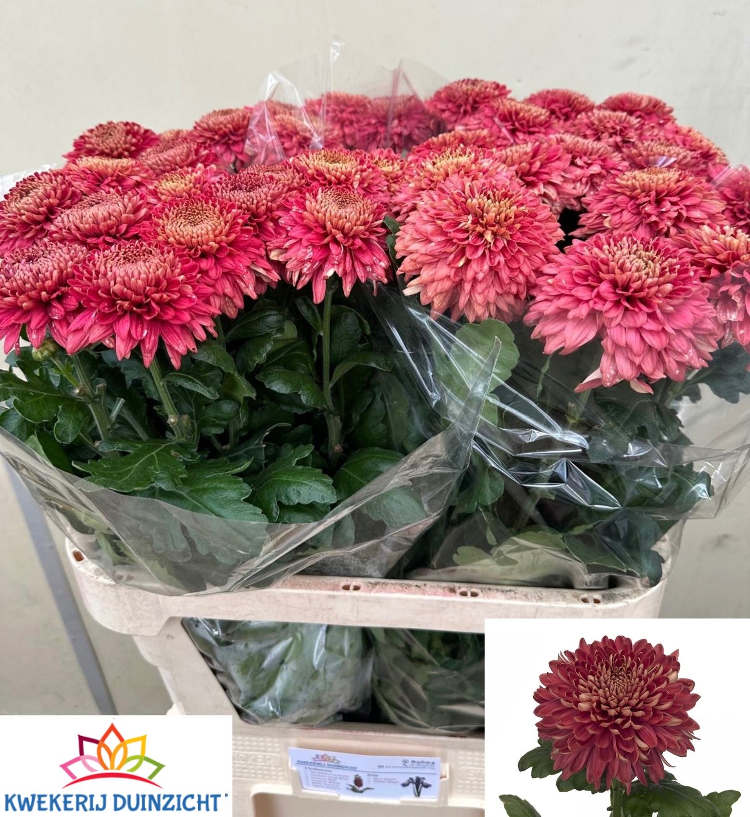 Chrysant Single Marielle Red 80cm 100gram
