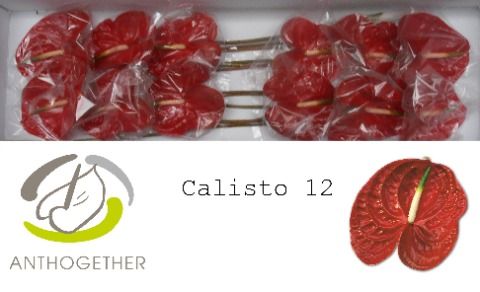 Anth A Calisto